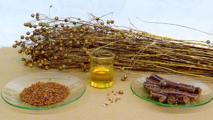 Homemade Rabbit Repellent Protect Your Garden from Pesky Bunnies