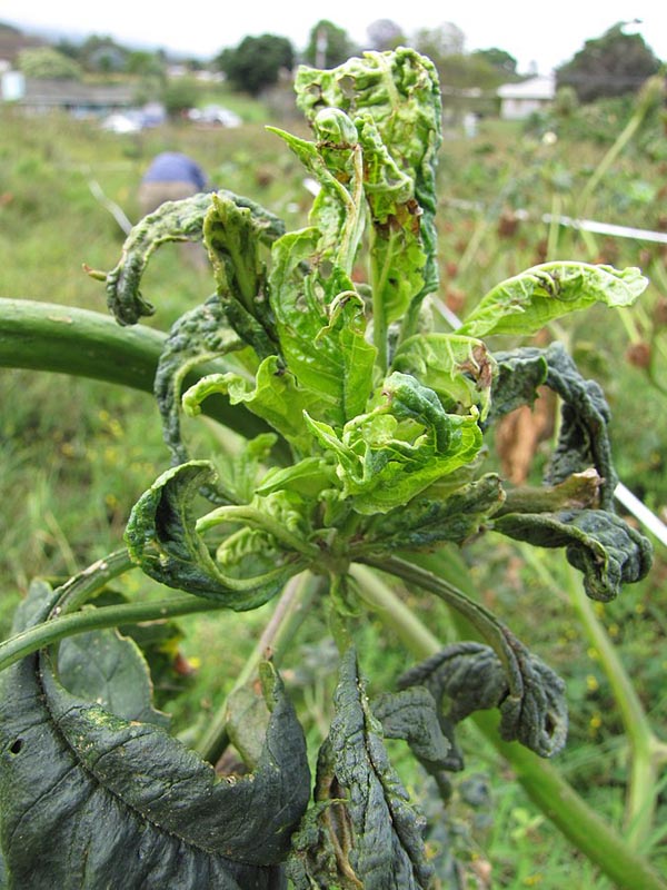 Calcium Deficiency in Plants What Causes It? How To Solve It?