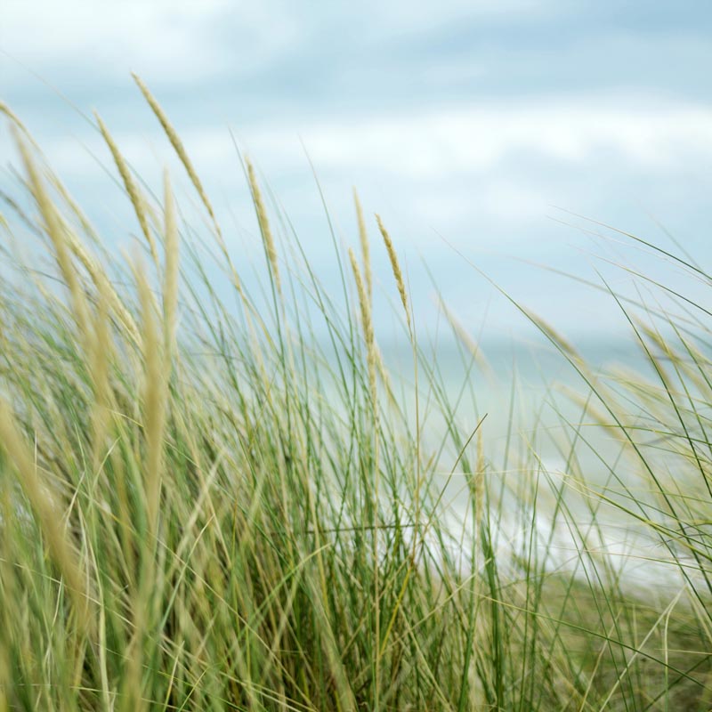 Does Bleach Kill Weeds? (Revealed)