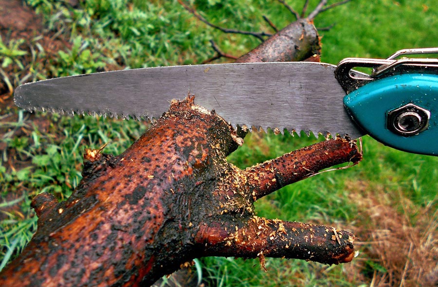Best Pruning Saws Keep Those Trees Neat and Healthy
