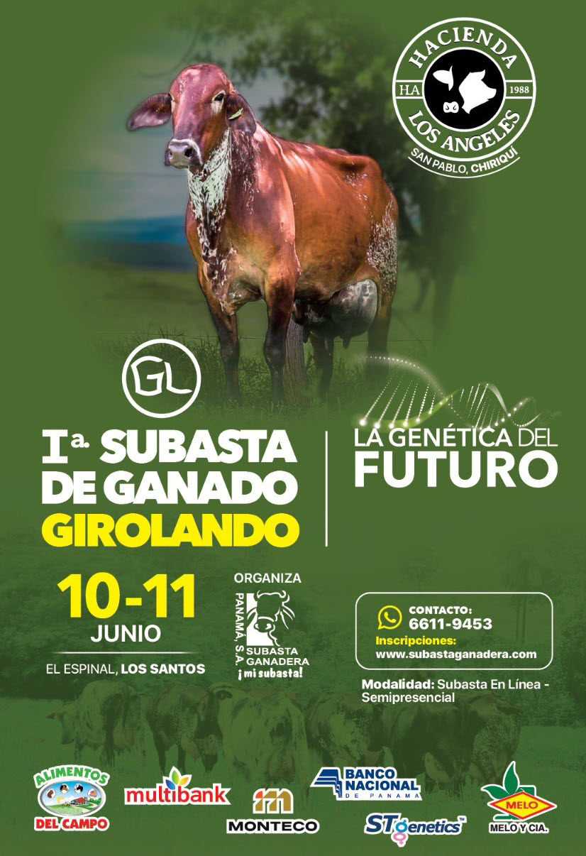 1ra Subasta de ganado Girolando Subasta Ganadera de Panama