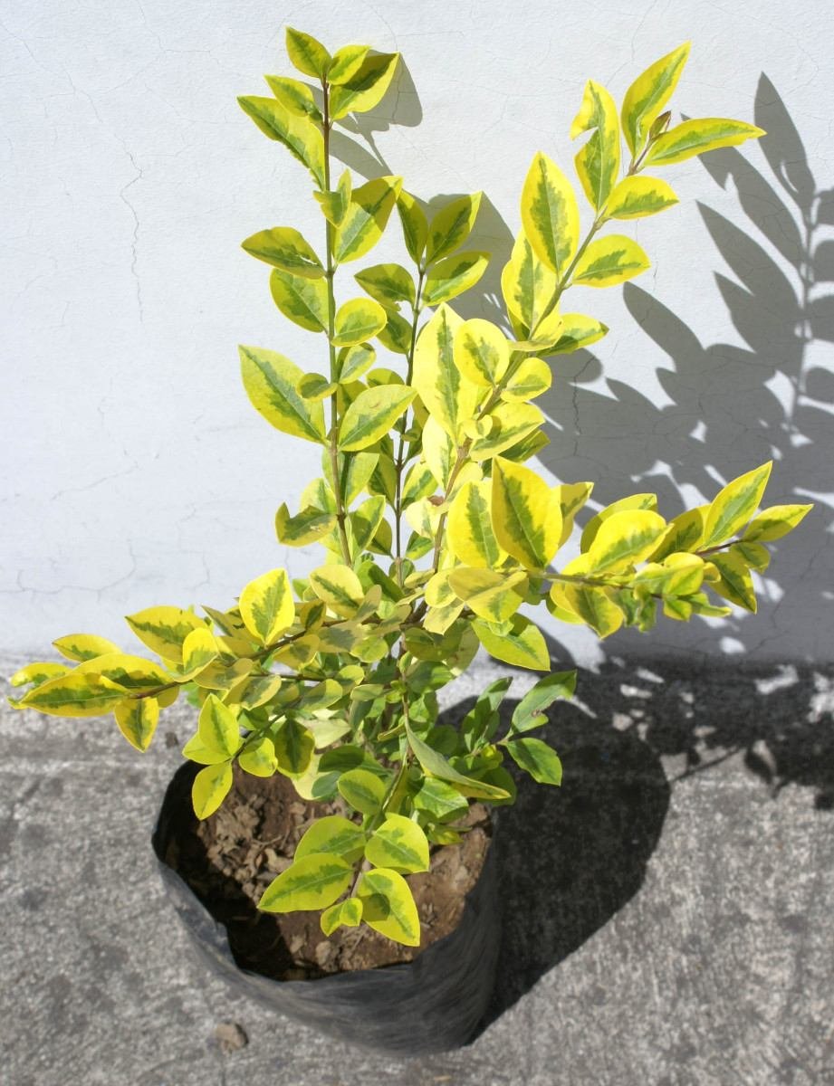 Planta Trueno Arbusto Plantas Para Decorar Jardin Ecuador 7.50 USD