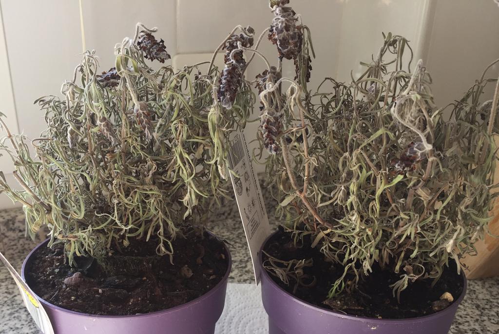Mi lavanda se marchita más cada día