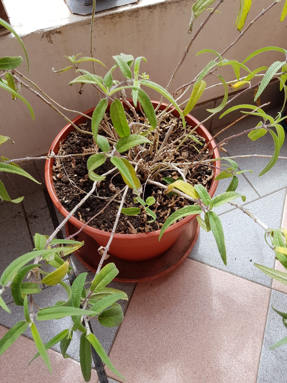 Salvia Leucantha hojas enrolladas hacia afuera