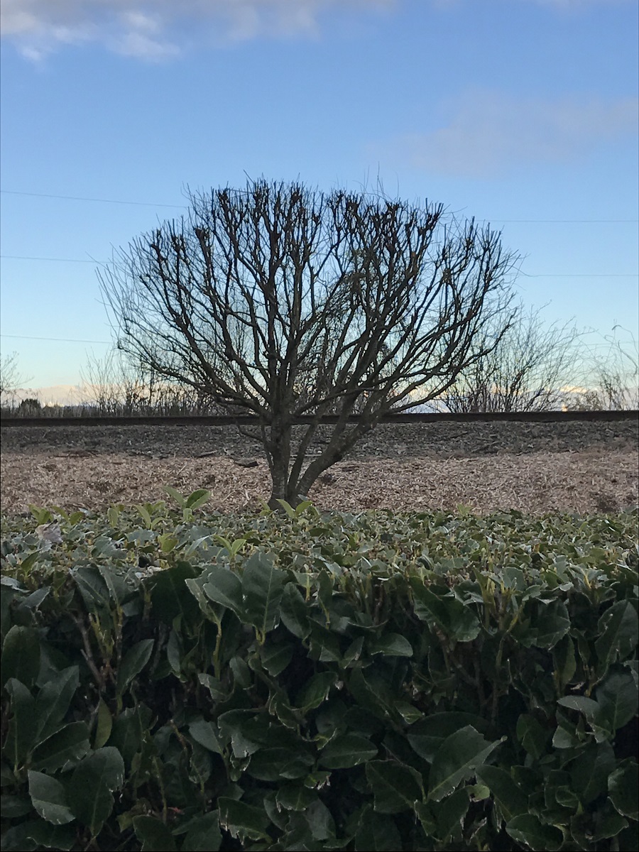Effects of Tree Topping Sublime Garden Design Landscape Design