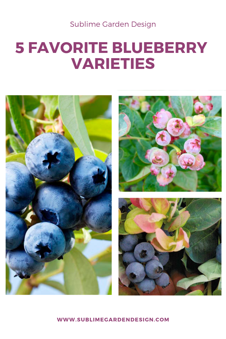 blueberry types Sublime Garden Design Landscape Design Serving