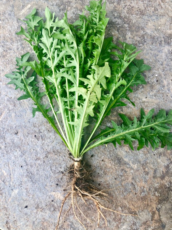 Dandelion Roots Sublime Gardens