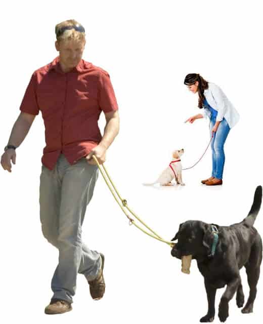 Online Dog Trainer Certification Course ISCDT Dog Trainer School