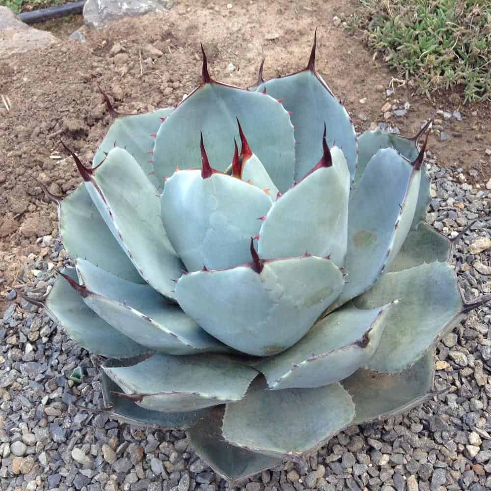 11 Best Cold Hardy Succulents For A Winter