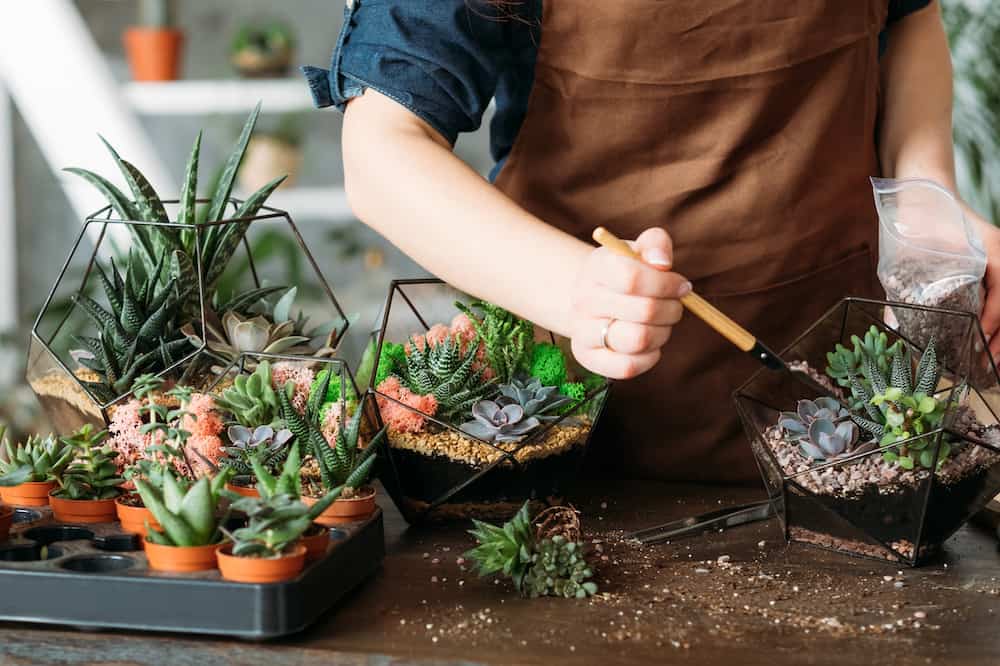 Should Succulents Be Watered From the Bottom? Sublime Succulents