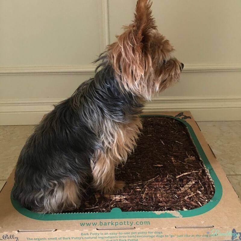 Bark Potty Subscription Box Review Subscription Box Ramblings