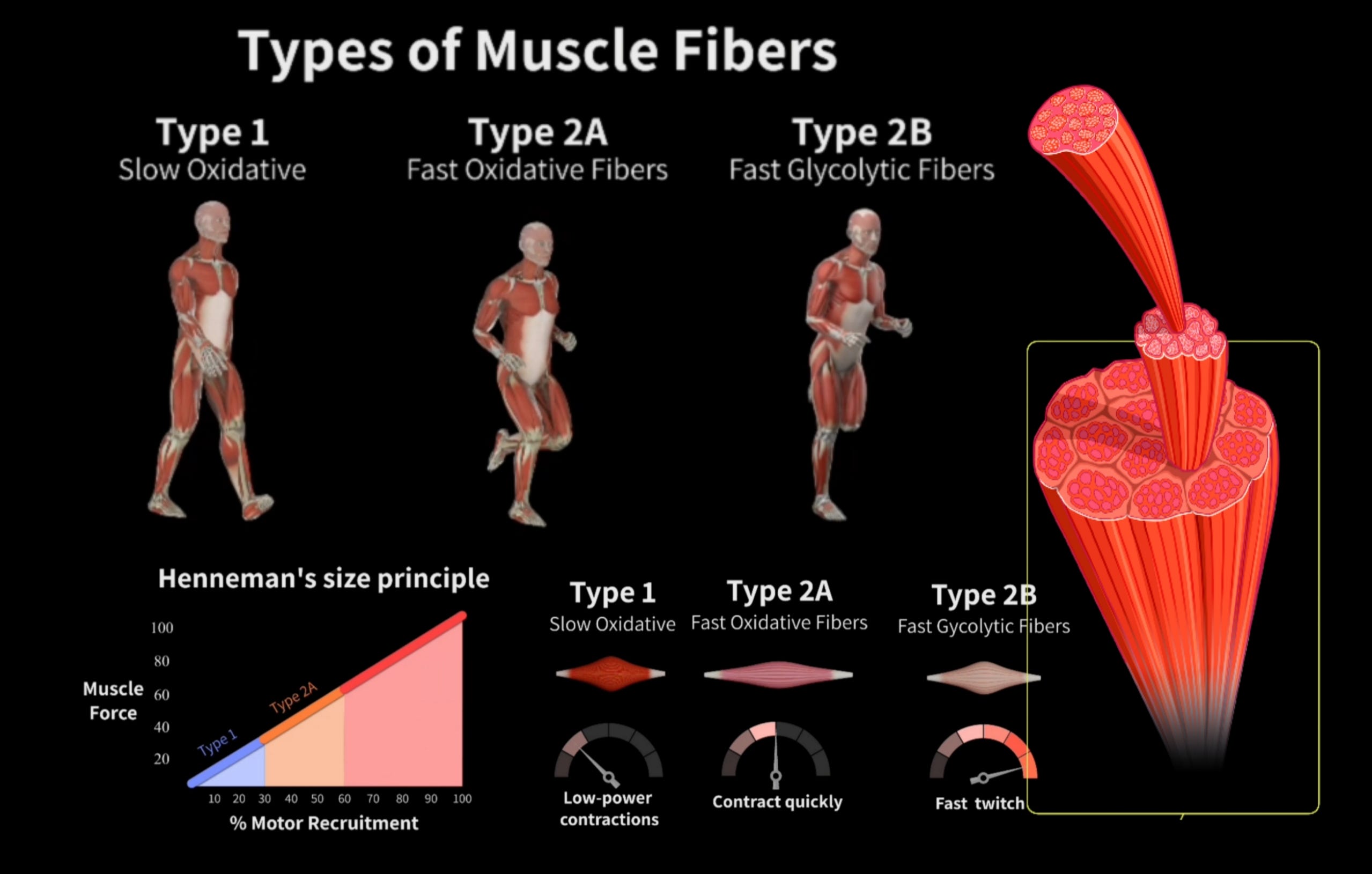 Muscle fiber types explained simply - by Coach Castle