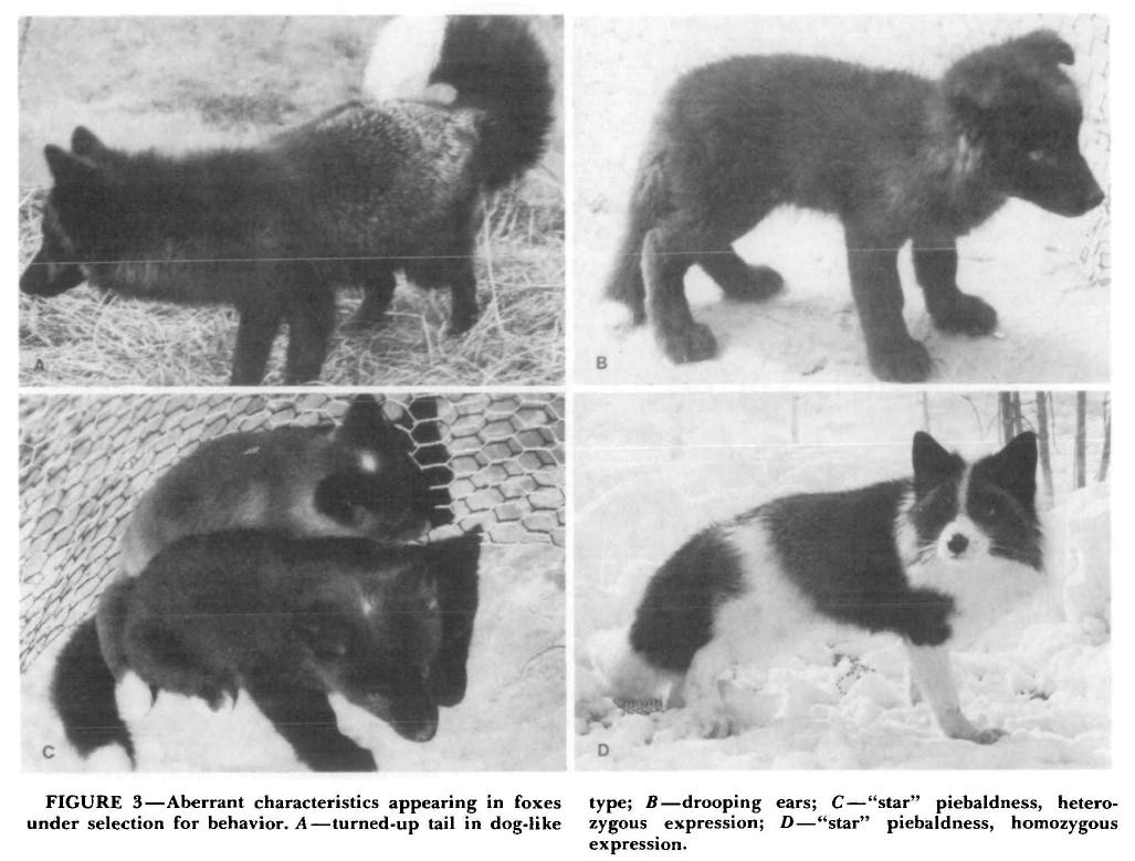 Thyroid Hormone and Spotted Coats by Susan Crockford