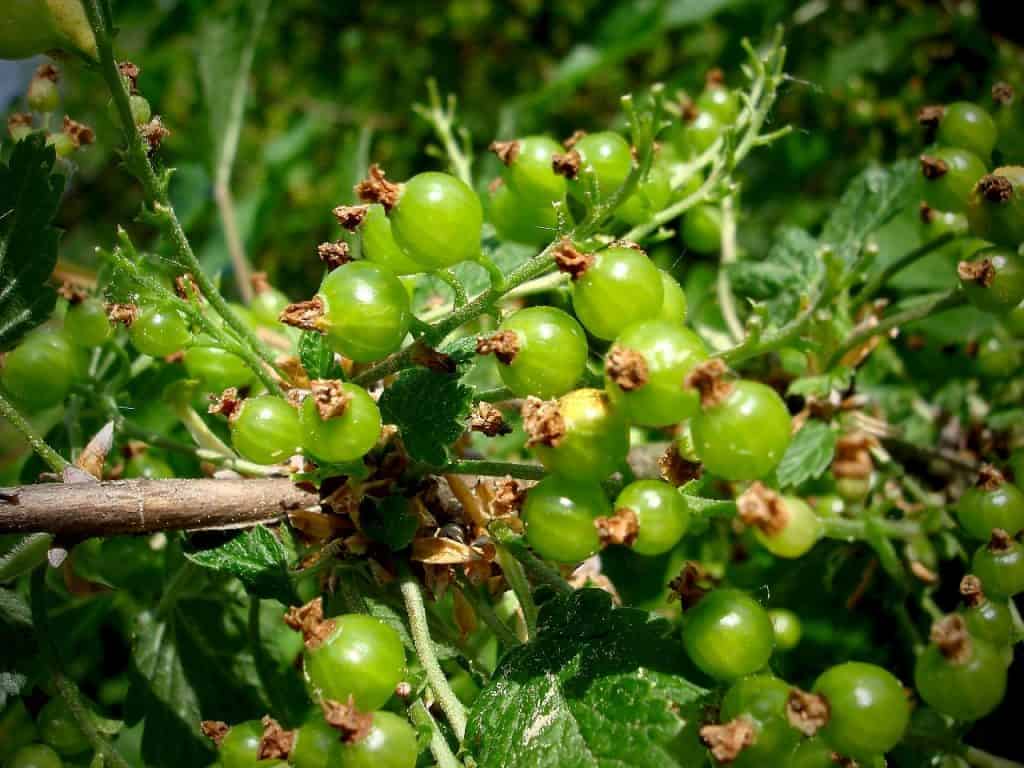 9 Best Tomatillo Substitutes Substitute Cooking