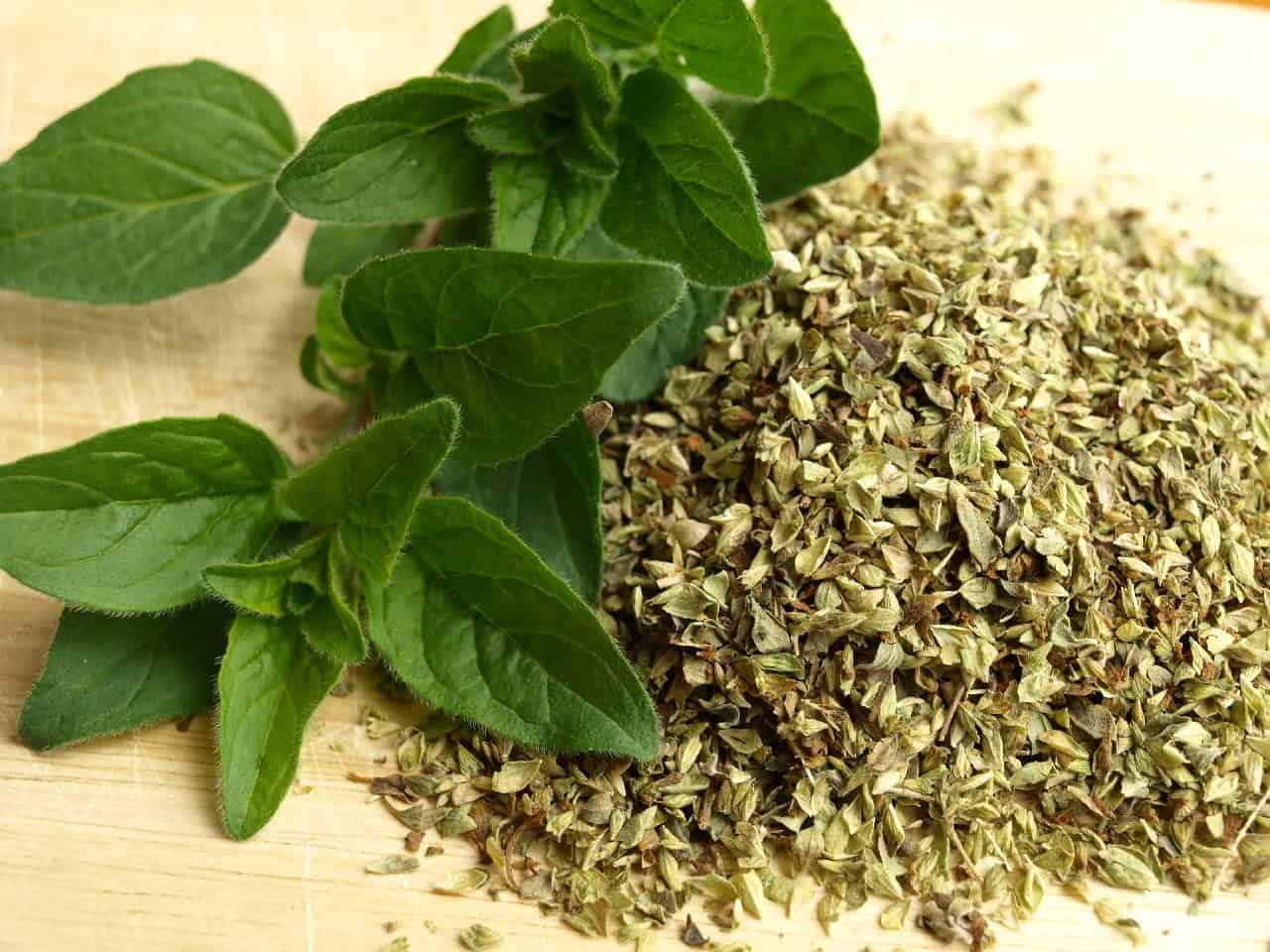 Mexican Oregano vs Oregano What’s the Difference? Substitute Cooking
