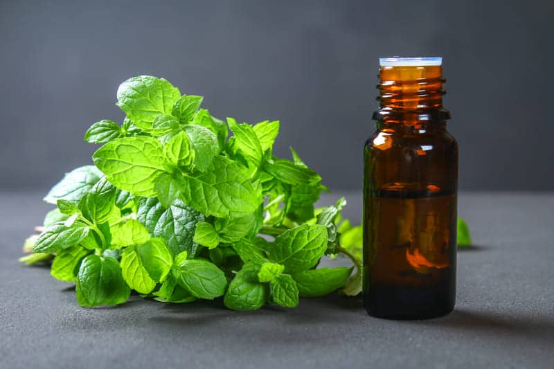 10 Best Peppermint Extract Substitutes Substitute Cooking