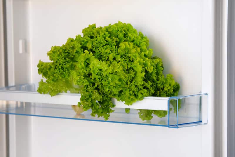 Does Lettuce Need To Be Refrigerated Learn Here Substitute Cooking