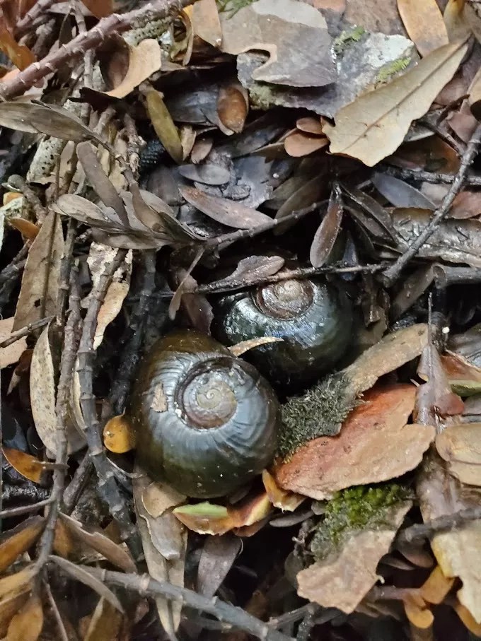 kauri snails Subtle Yoga