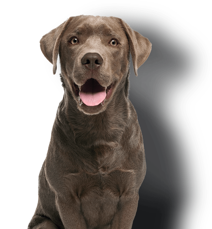 Suburban K9 Dog Training In Home Dog Training Dog Bootcamp