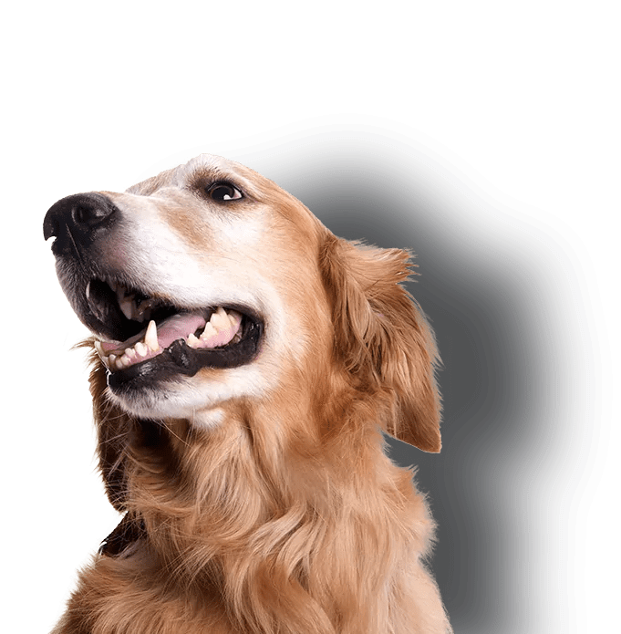 Suburban K9 Dog Training In Home Dog Training Dog Bootcamp
