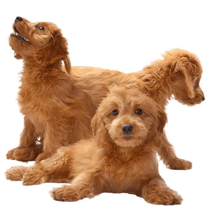 Is It Normal For Puppy Siblings To Fight