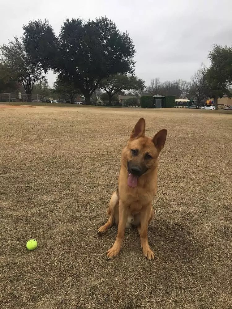 Playing Tug of War with Your Puppy Suburban K9
