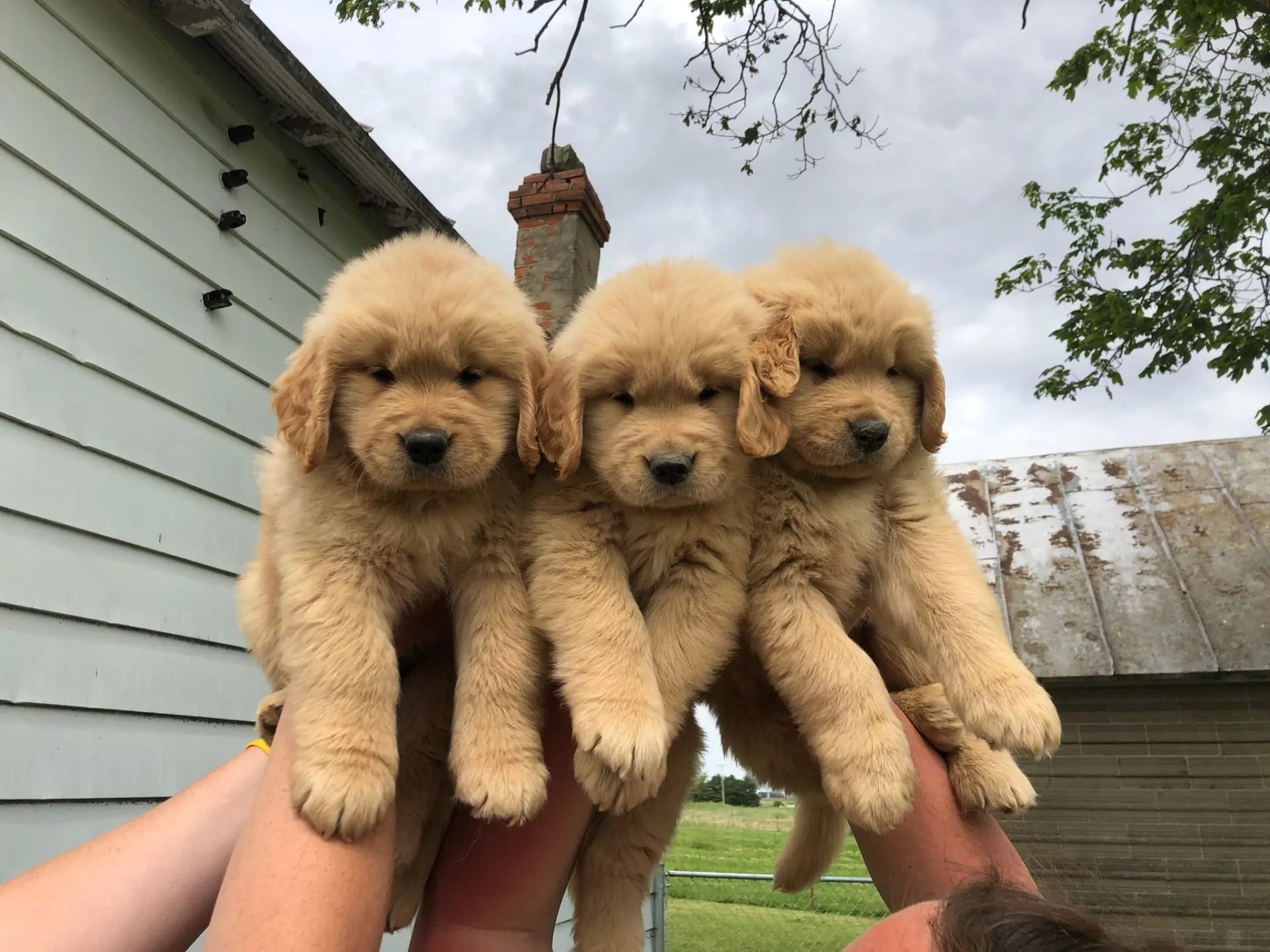 Choose the Best Dog Breeder A Comprehensive Guide