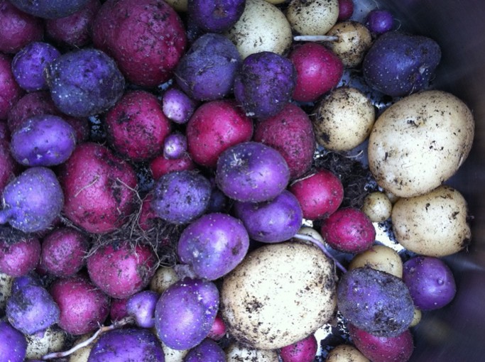 Can You Plant Potatoes in Fall? Absolutely! Here's How to