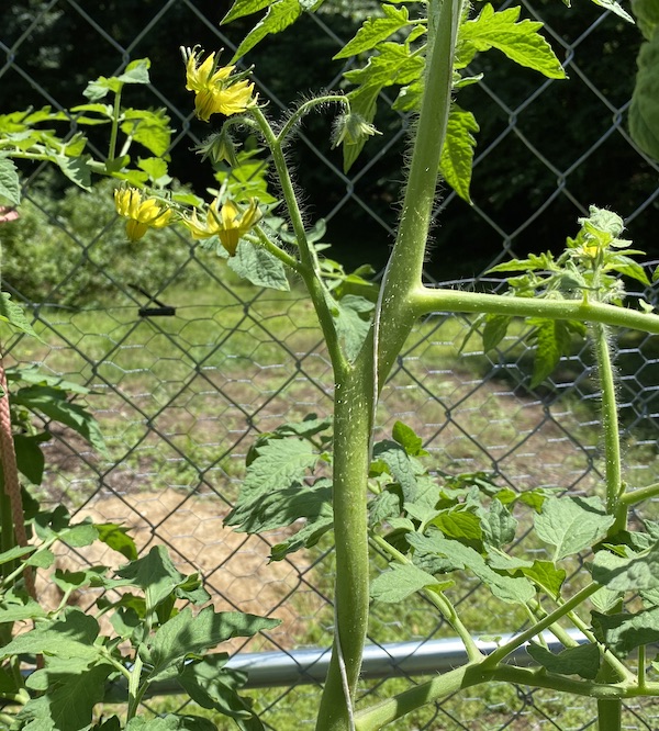 What are the Benefits of Pruning Tomato Plants? Pros & Cons?