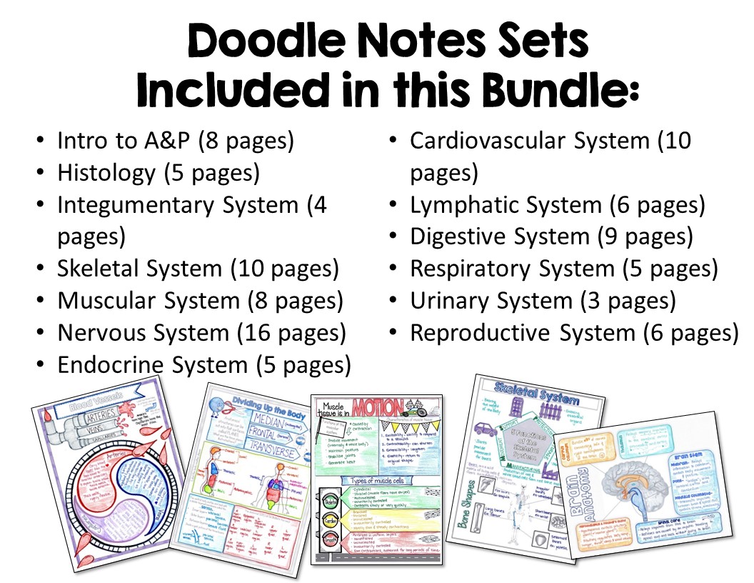 Anatomy and Physiology Doodle Notes Bundle Suburban Science