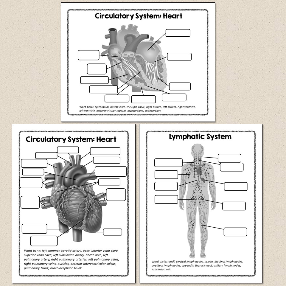 Human Body Systems Diagrams - Suburban Science