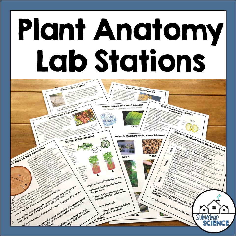 Plant Anatomy Lab Report Ideas of Europedias