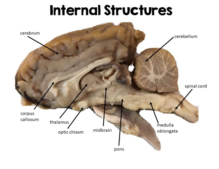 Sheep Brain Dissection Lab - Suburban Science