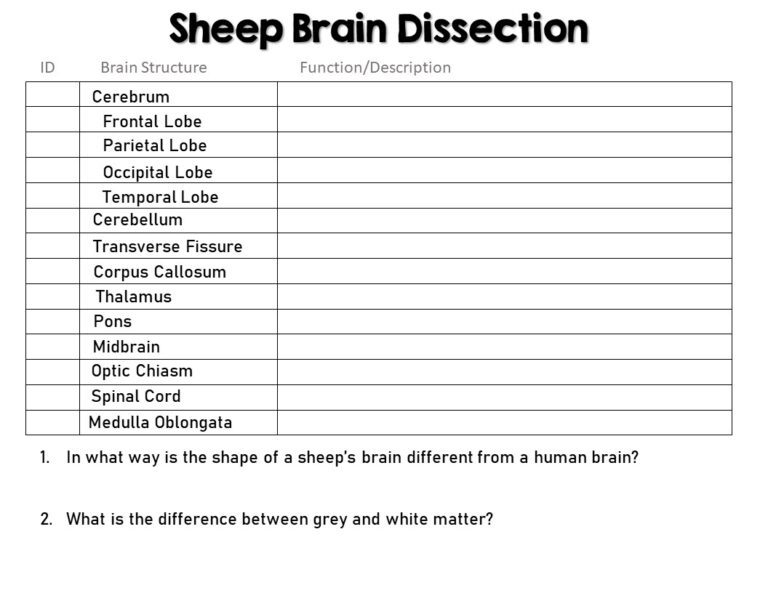 Sheep Brain Dissection Lab Suburban Science