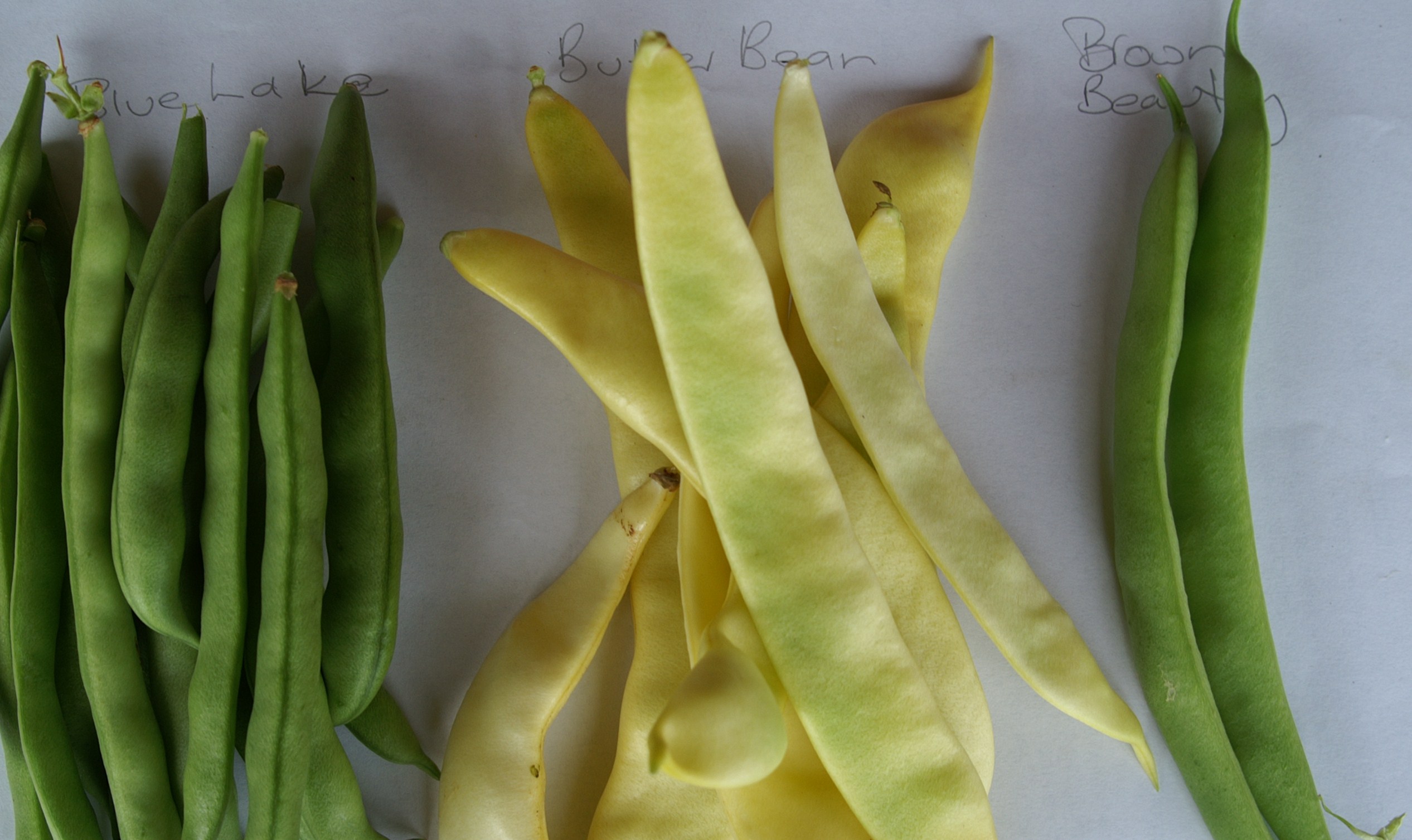 In Search of the perfect Green Bean Suburban Tomato