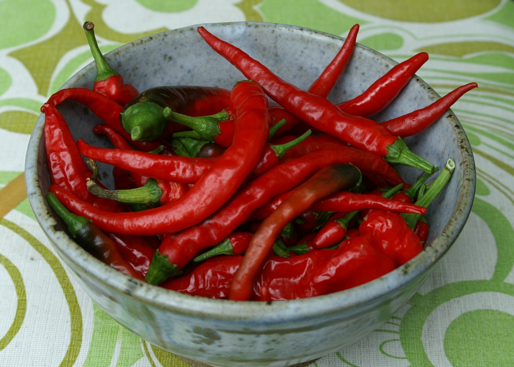Growing Chillies in Melbourne Suburban Tomato