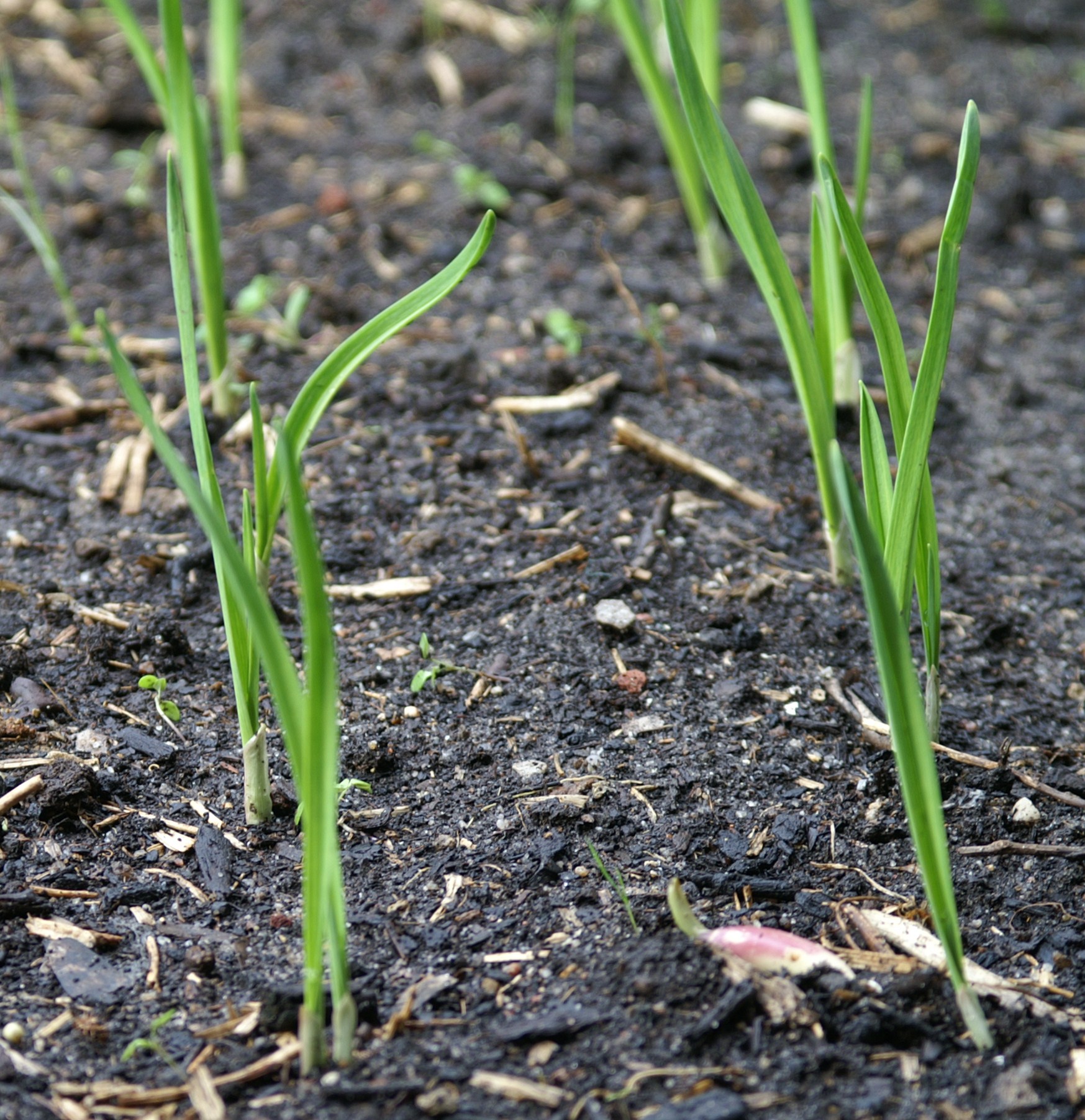 Growing Garlic Suburban Tomato