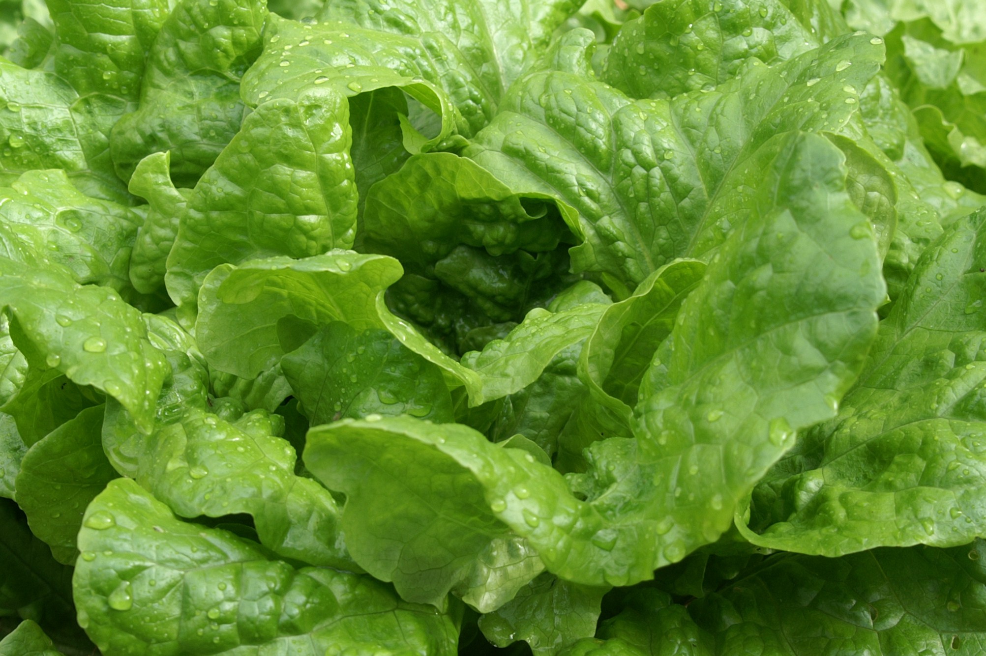 Lettuce Sing, fresh fruit and veggies….. Suburban Tomato