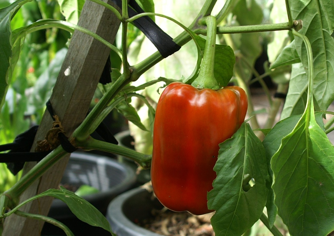 Last of the Autumn fruits? Capsicum Suburban Tomato