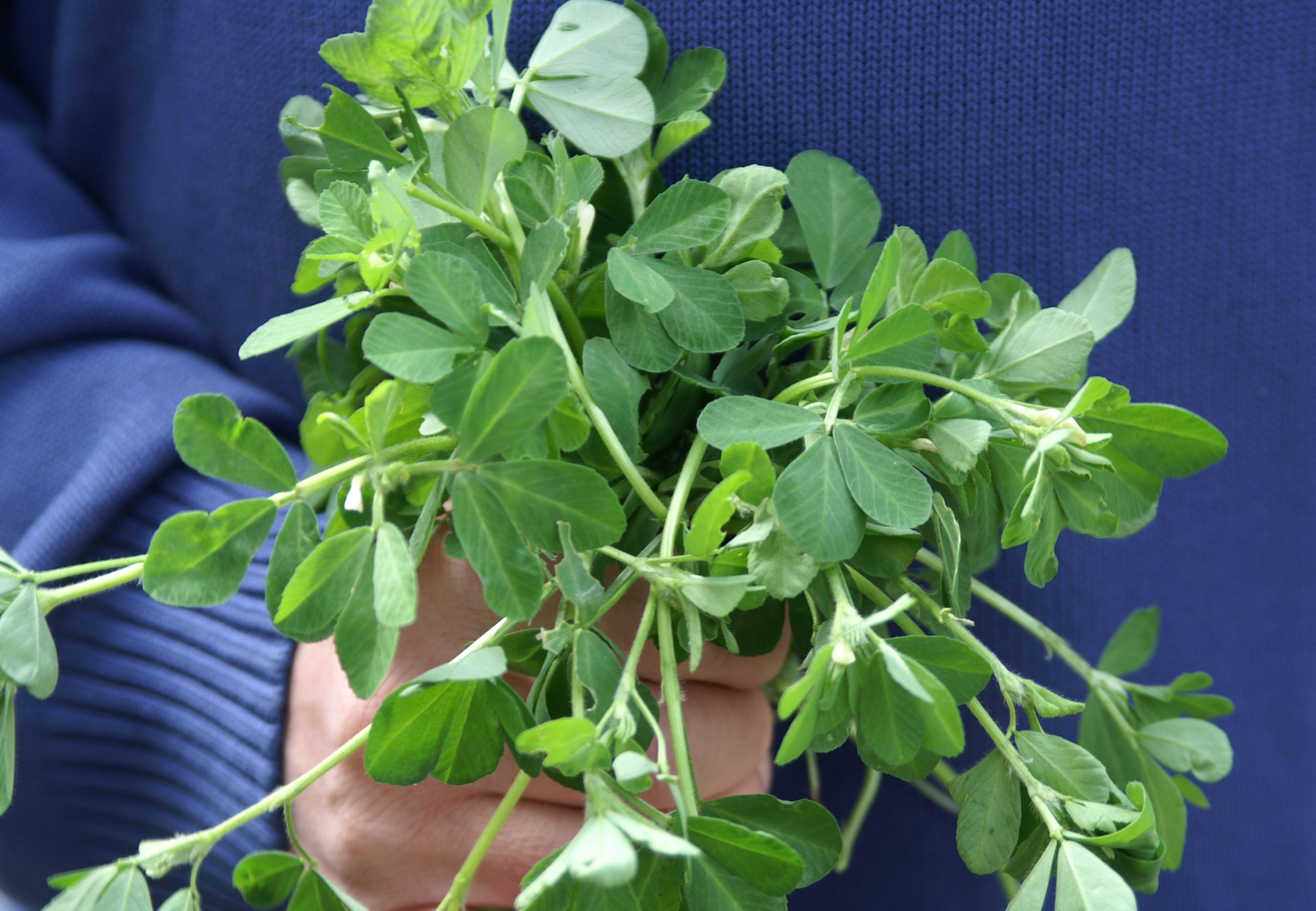Growing Fenugreek Suburban Tomato