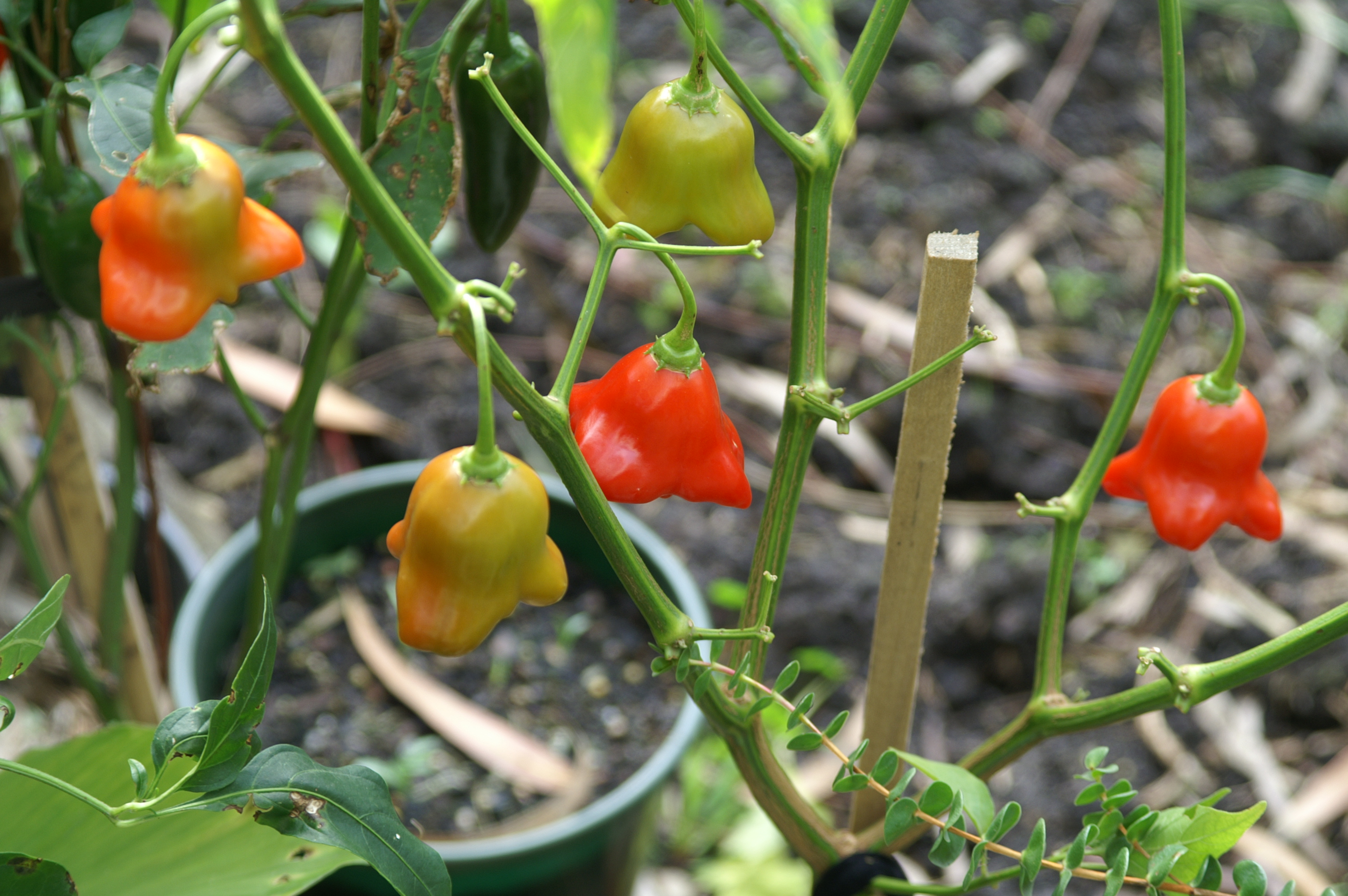 Planting Notes Chillies, Capsicums & Eggplant Suburban Tomato