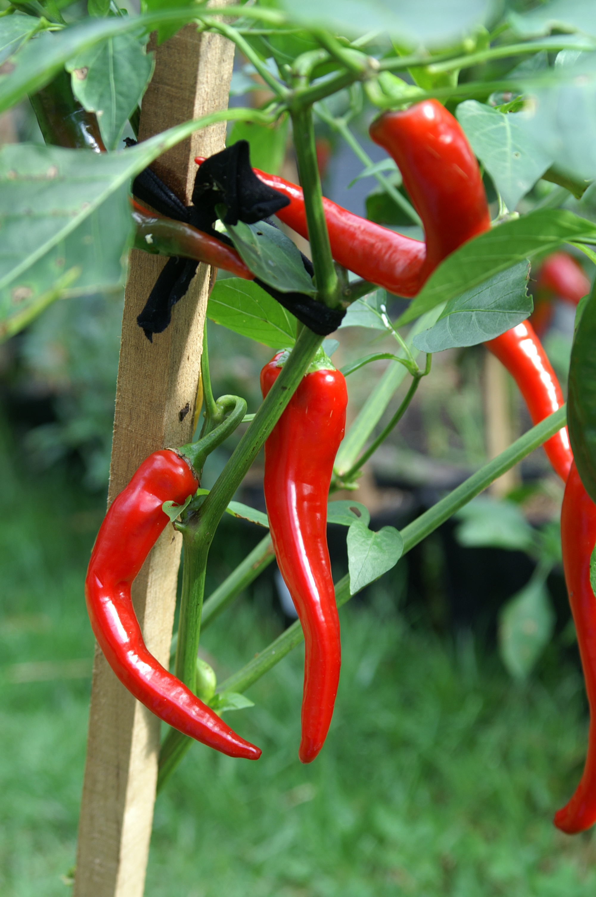 Planting Notes Chillies, Capsicums & Eggplant Suburban Tomato
