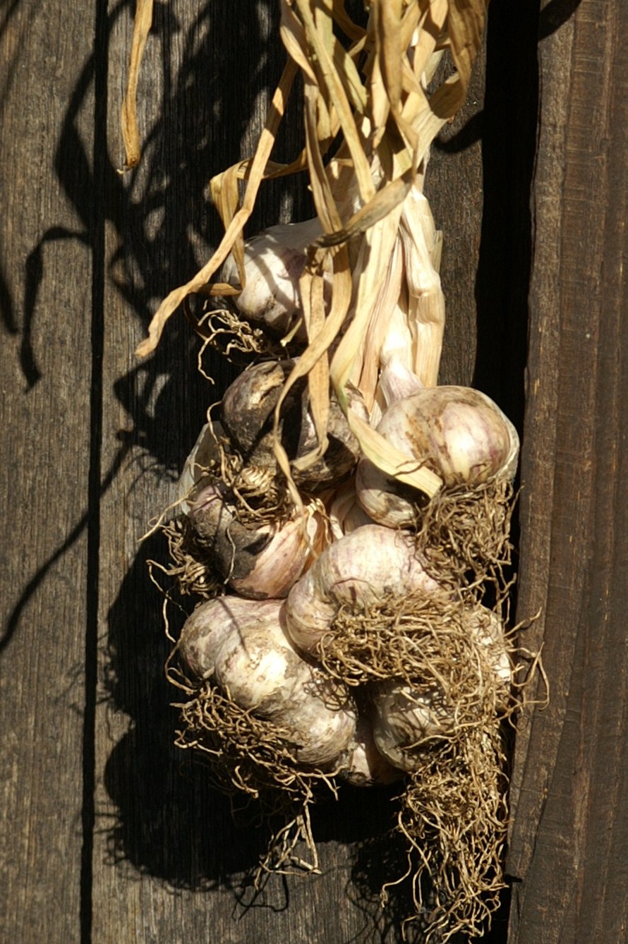 Planting Notes Alliums Suburban Tomato