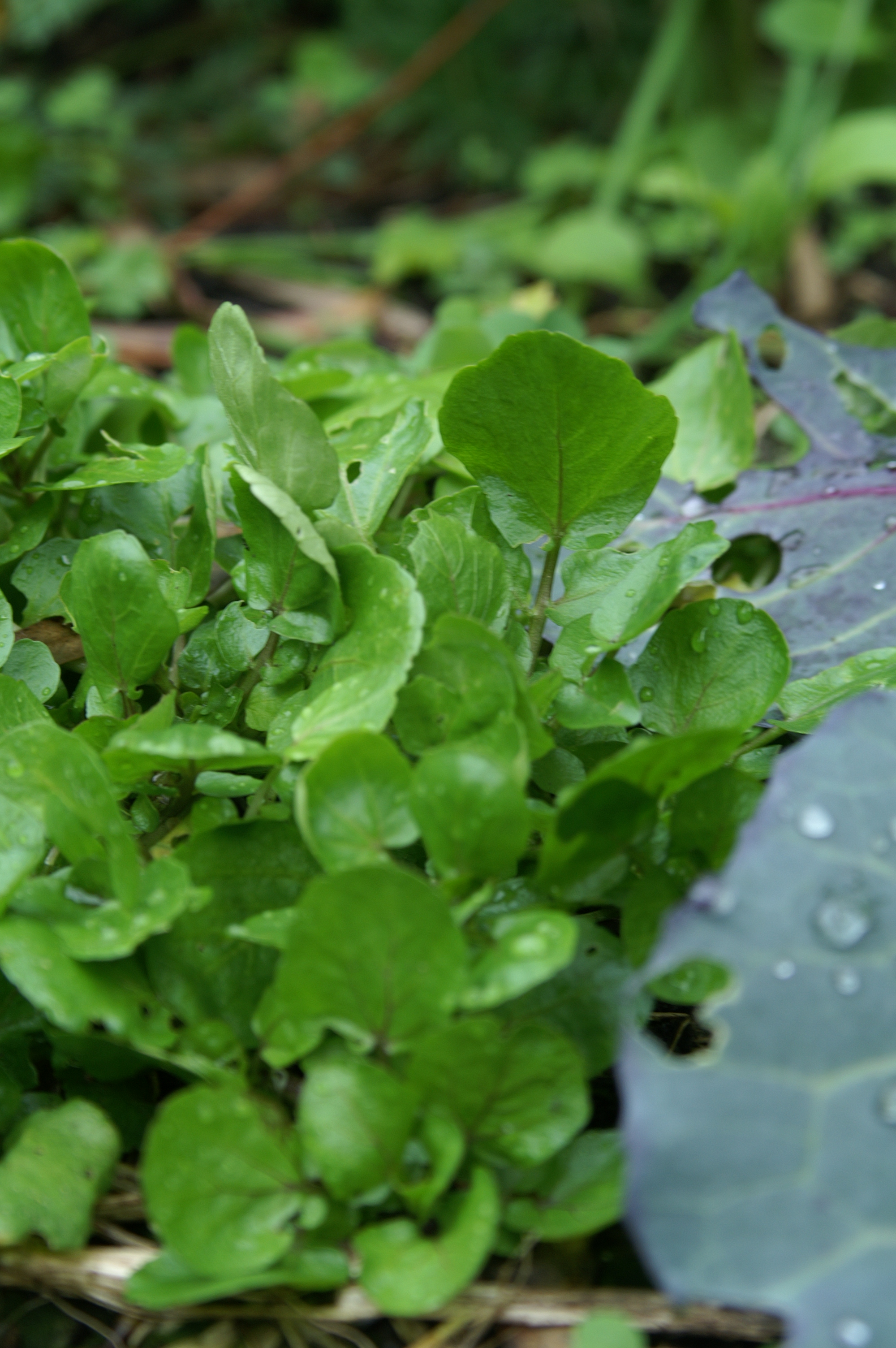 Watercress Plant