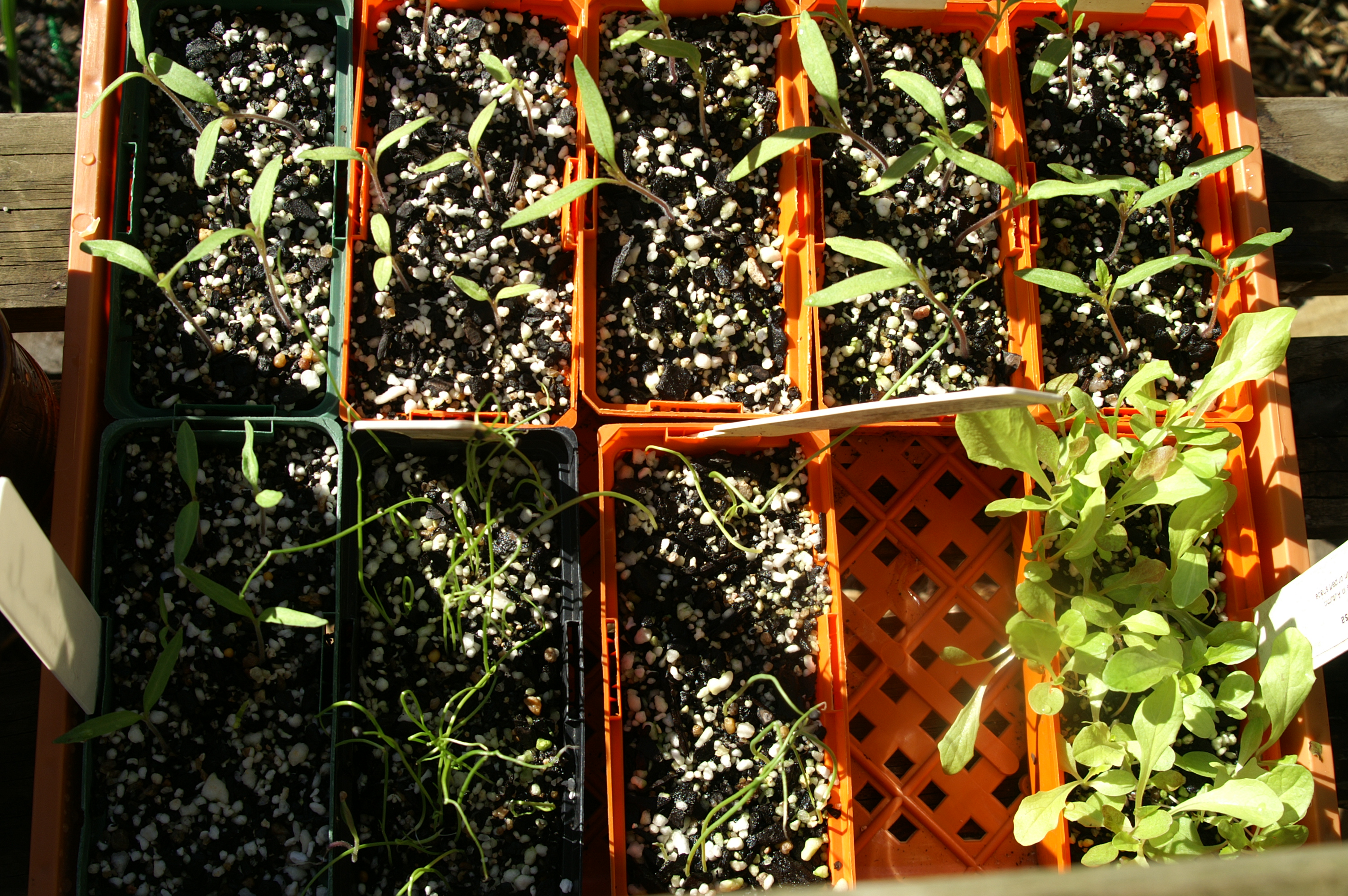Growing Tomatoes in Melbourne Part 1 Suburban Tomato