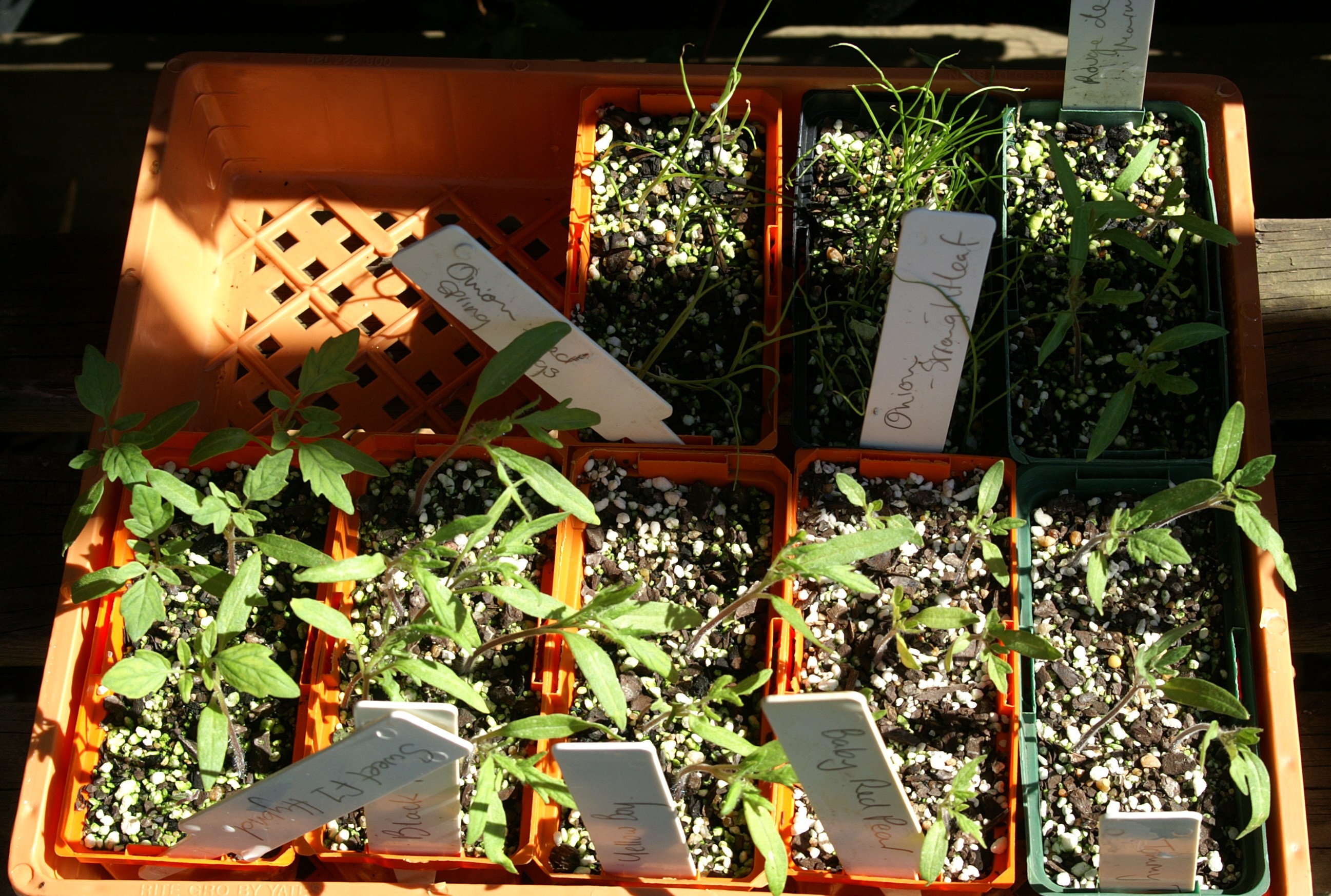 Growing Tomatoes in Melbourne Part 1 Suburban Tomato