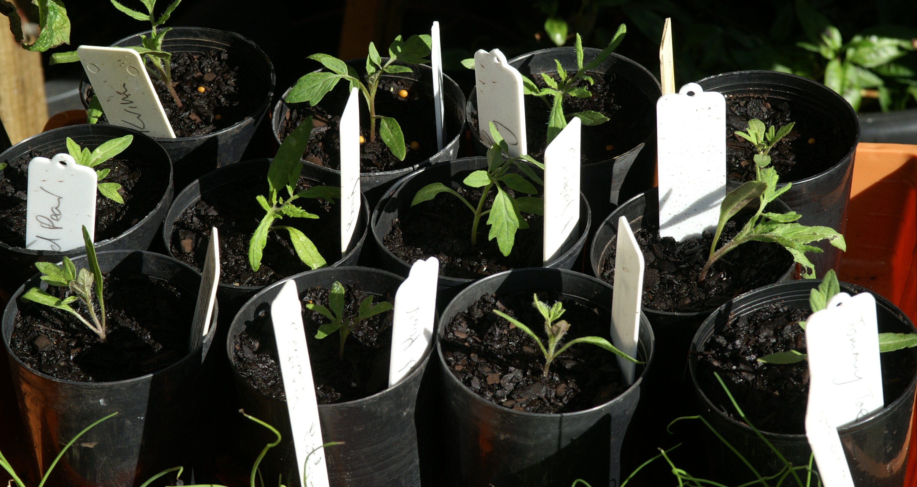 Growing Tomatoes in Melbourne Part 1 Suburban Tomato
