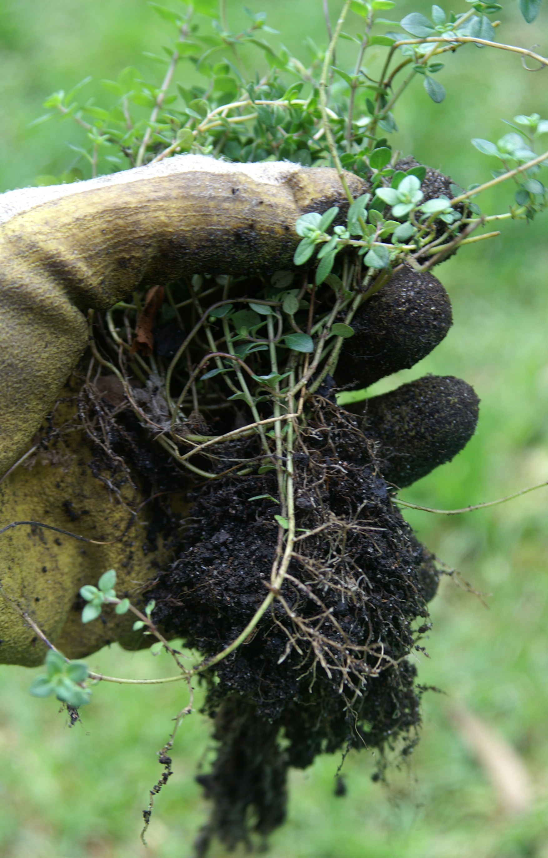 Growing Thyme & Propagating by Layering Suburban Tomato