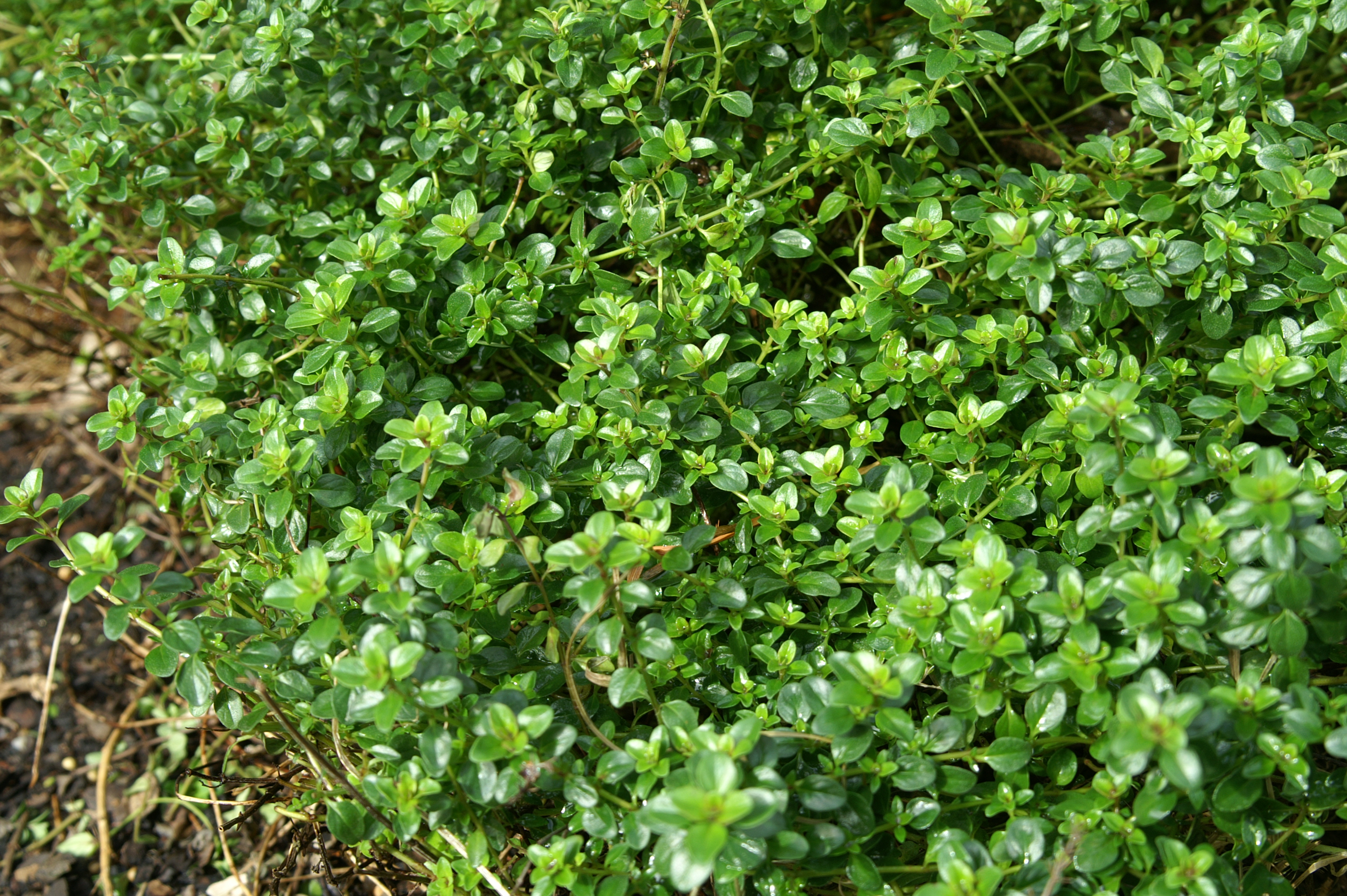 Growing Thyme & Propagating by Layering Suburban Tomato