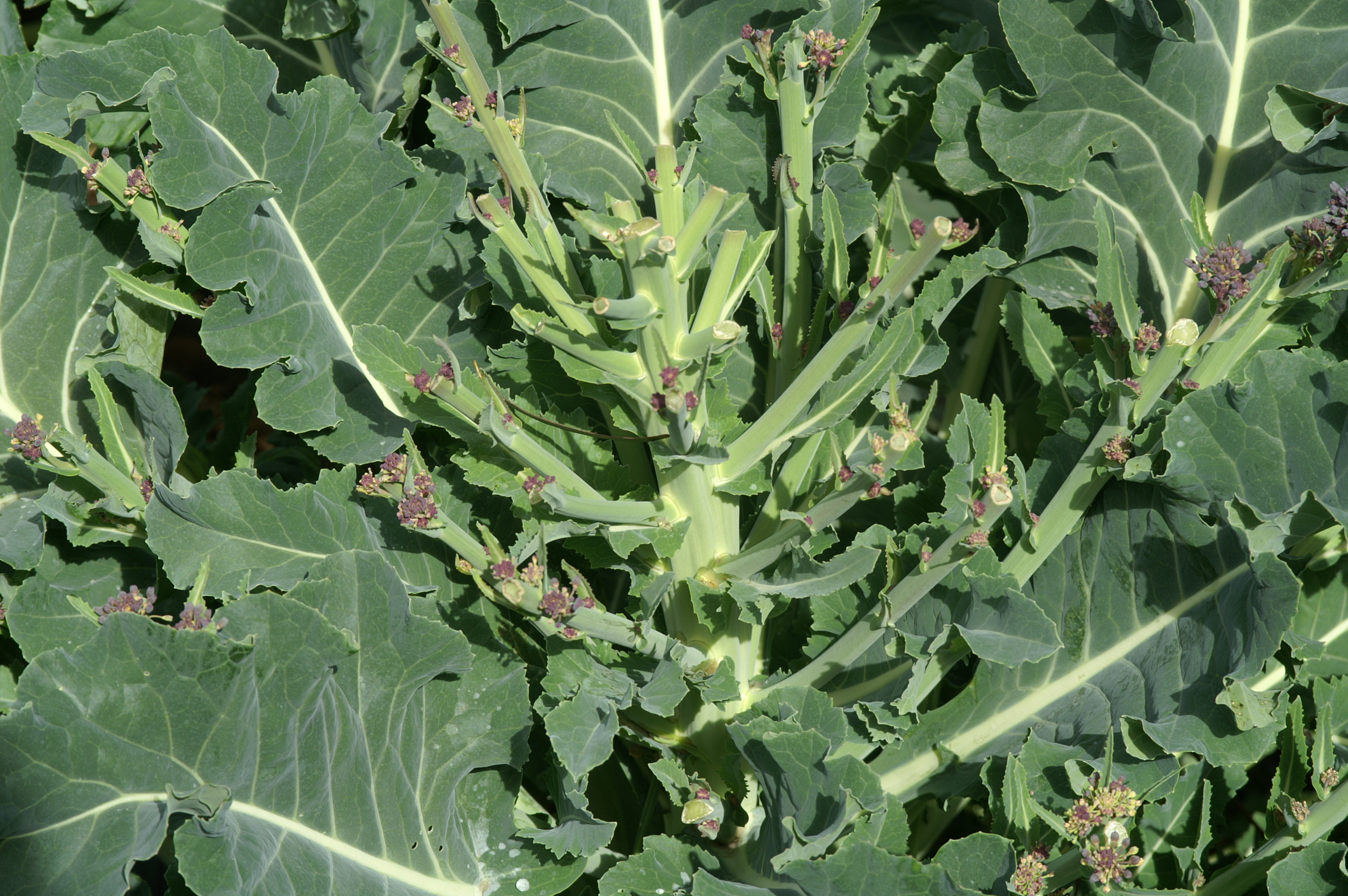 Green Dragon & Purple Sprouting Broccoli Suburban Tomato
